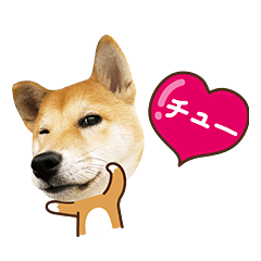 [LINEスタンプ] 柴犬マンゴーガール3-日本語の画像（メイン）