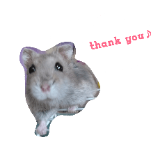 [LINEスタンプ] ハムハムすたんぷ