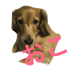 [LINEスタンプ] ppSTAMP