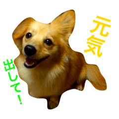 [LINEスタンプ] 愛犬ポメックスのチョコ3