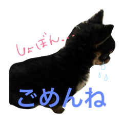 [LINEスタンプ] 黒チワワのやしゃまる〜パピー編〜