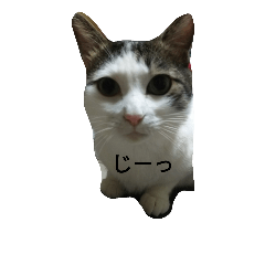 [LINEスタンプ] cat cat cat home