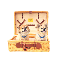 [LINEスタンプ] 遊び心のある犬