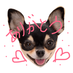 [LINEスタンプ] チワワのゆのゆの