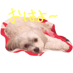 [LINEスタンプ] chocochanstamp