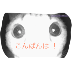 [LINEスタンプ] 猫の良美3