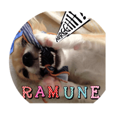 [LINEスタンプ] Chihuahua Ramune