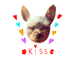 [LINEスタンプ] casey dogs 3