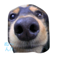 [LINEスタンプ] ダックスのうぅさん