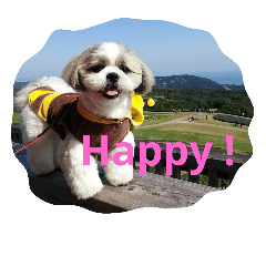 [LINEスタンプ] shih-tzu Azusa