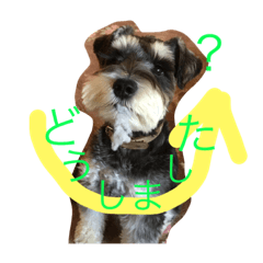 [LINEスタンプ] Schnauzer no Kotaro desu