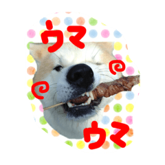 [LINEスタンプ] 秋田犬 とまと、らいち、りんご、ぽてと