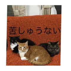 [LINEスタンプ] ねこ はな