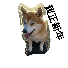 [LINEスタンプ] 柴犬ムック5