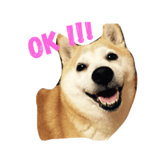 [LINEスタンプ] 柴犬 ちろ