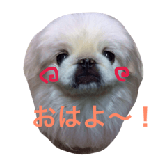 [LINEスタンプ] ココのいる生活