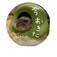[LINEスタンプ] ハムスターのけだま