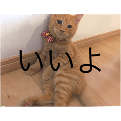 [LINEスタンプ] きよまるはなまる