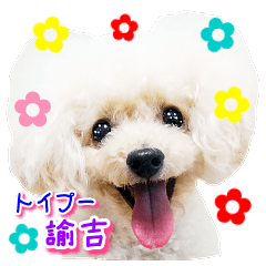 [LINEスタンプ] トイプー諭吉☆ゆるカワ犬