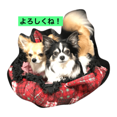 [LINEスタンプ] パトラ＆レオン