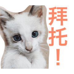 [LINEスタンプ] cats and life