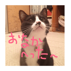 [LINEスタンプ] 猫のきもち ヒメコ1