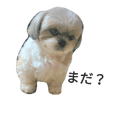 [LINEスタンプ] 迷犬チャコラッシュ