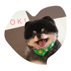 [LINEスタンプ] ポメラニアン ジャガ君