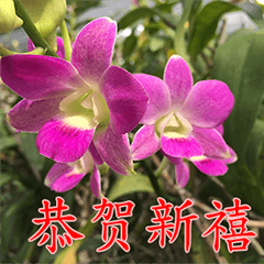 [LINEスタンプ] orchids china
