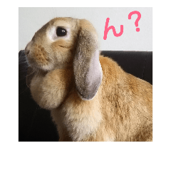 [LINEスタンプ] Rabbit-2017
