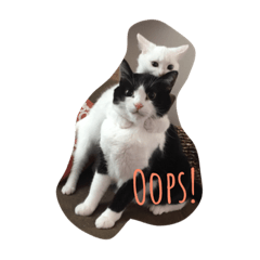 [LINEスタンプ] 黒白猫