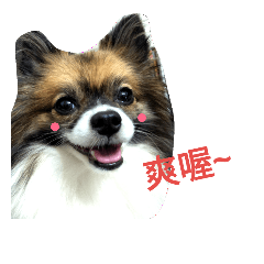[LINEスタンプ] Hocky