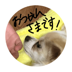 [LINEスタンプ] 毎日ピノ