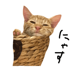 [LINEスタンプ] 猫の気持ち・改