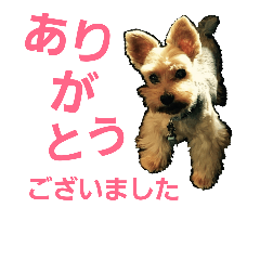 [LINEスタンプ] ヨーキー ハッチの日常 エイト