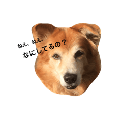 [LINEスタンプ] The dog "tesu" 2