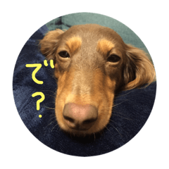 [LINEスタンプ] チョコタンダックスのココ