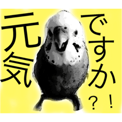 [LINEスタンプ] 白黒いんこちゃん(セキセイインコ)