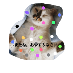 [LINEスタンプ] 猫ちゃんの写真スタンプ