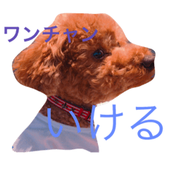 [LINEスタンプ] もふふわ シャビくん