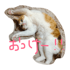 [LINEスタンプ] ねこまる日和