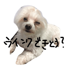 [LINEスタンプ] 愛犬ゲンキ