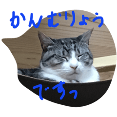 [LINEスタンプ] 猫のぱたこさん3