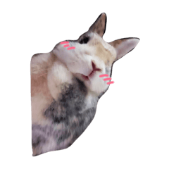 [LINEスタンプ] 井上さんちのふわりちゃん