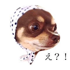 [LINEスタンプ] パクチーとねおくん