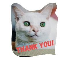 [LINEスタンプ] cat meets world