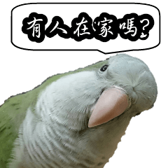 [LINEスタンプ] Cute parrots like to chat！ (Chinese)