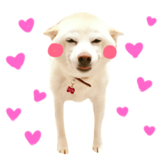 [LINEスタンプ] 白柴のあられ