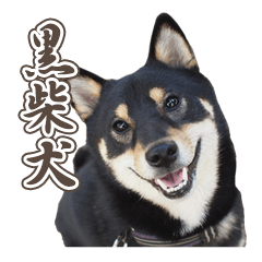 [LINEスタンプ] 黒柴犬黒豆の日常