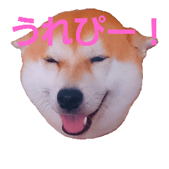 [LINEスタンプ] 柴犬まみれ
